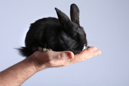 Close-up of a beautiful little black bunny in the palm on light background studioの写真素材