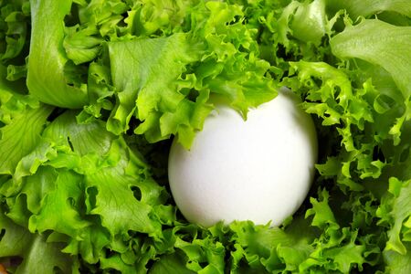 macro isolated white whole egg in green lettuce, studioの写真素材