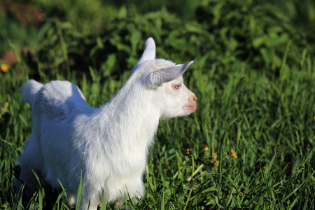 young white goatling grazing on a green meadow on a sunny spring dayの写真素材
