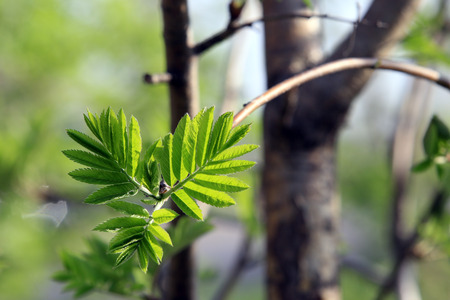 macro of young rowan leaves on a branch on a sunny day in the park in spring