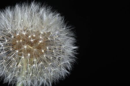 Macro fluffy dandelion on a dark background Studioの写真素材