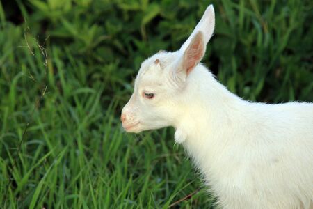 young white goatling grazing on a green meadow on a sunny spring day