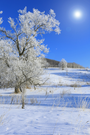 Winter landscape trees in frost in a snowy field in the early frosty morningの写真素材