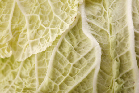 Close-up of fresh bok choy on white background studioの写真素材