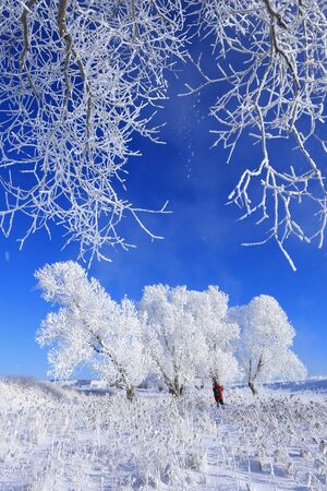 beautiful winter landscape trees in hoarfrost in the snow-covered field on a sunny dayの写真素材