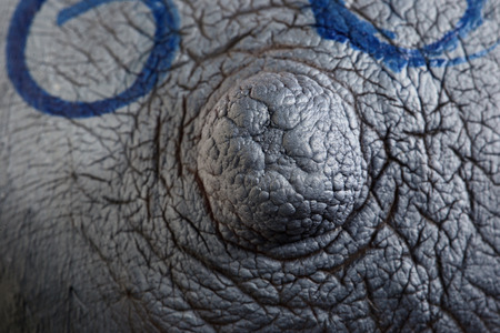 close-up of a woman's body painting, painted nipples on a black background Studioの写真素材