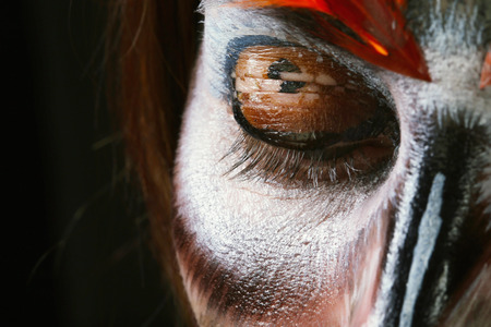 close-up portrait of a girl in a mask of an owl, body art studio on a black backgroundの写真素材