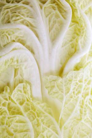 Close-up of fresh bok choy on white background studioの写真素材