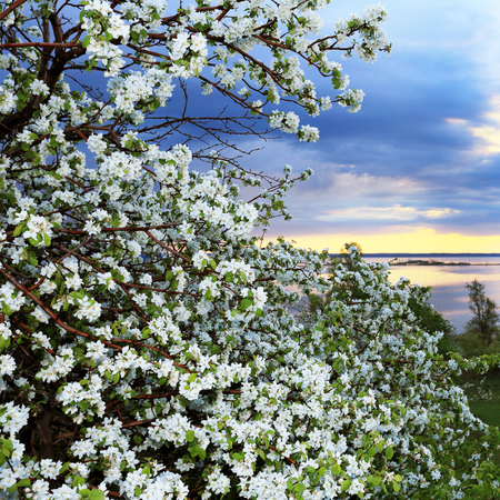 spring landscape flowering apple trees on the river bank at sunset