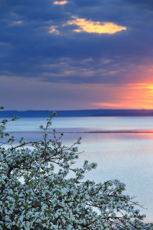 spring landscape flowering apple trees on the river bank at sunsetの写真素材