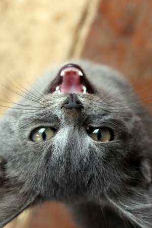 closeup portrait of a cute kitten on the porch in the gardenの写真素材