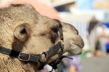 closeup portrait of a camel in the bridle at the fairの写真素材