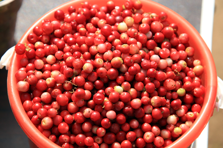 macro texture of ripe Viburnum berriesの写真素材