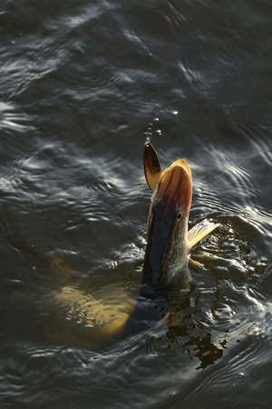 Macro freshly caught pike on the hook in the river early in the morningの写真素材