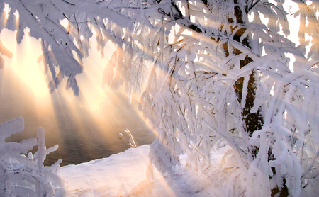 beautiful winter landscape frosty misty morning on the river snow covered trees and mist over the waterの写真素材