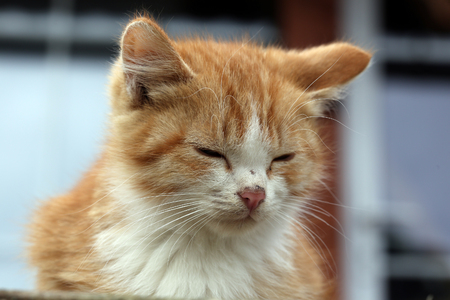 closeup portrait of a cute kitten on the porch in the gardenの写真素材