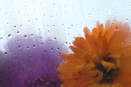 macro texture water drops on the glass in the gardenの写真素材