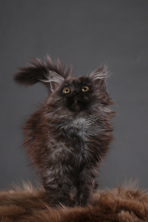 portrait of fluffy black kitten on a gray background studioの写真素材
