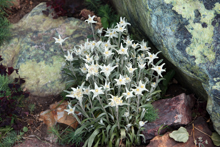 closeup flowerbed alpine garden with beautiful flowers in sunlightの写真素材