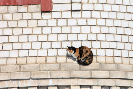 portrait of a beautiful calico cat near the wall of a house in the villageの写真素材