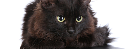 closeup portrait Angry black cat on a white background studioの写真素材
