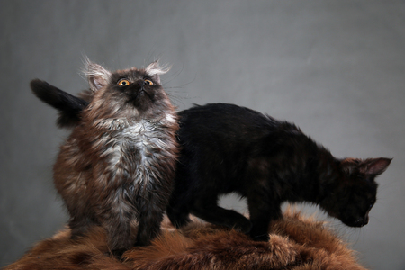 portrait of two black kitten on a gray background studioの写真素材