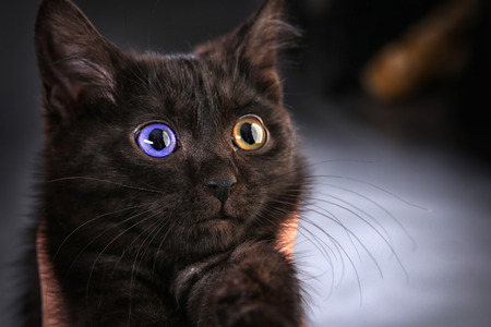 portrait of fluffy black kitten on a gray background studioの写真素材