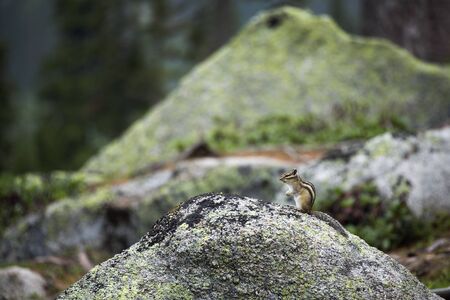 Small clever chipmunk looking for pine nutsの写真素材