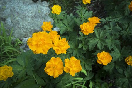 Very beautiful flowers in the mountains. Western Sayan-Ergaki