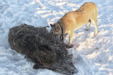 Hunting for a wild boar with dogs (husky)の写真素材