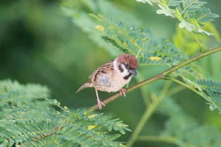 Sparrow bird on branch waiting for insectの素材