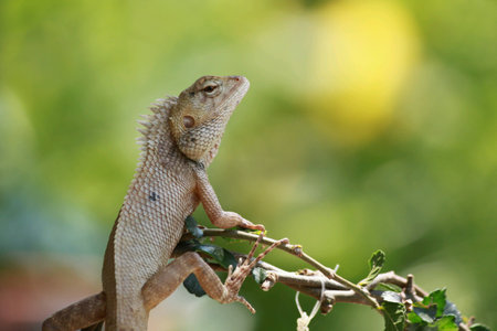 Chameleon on tree bush 