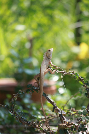 Chameleon on tree bush の素材