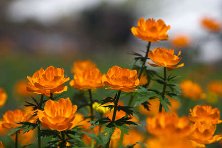 floral landscape in the mountainsの写真素材