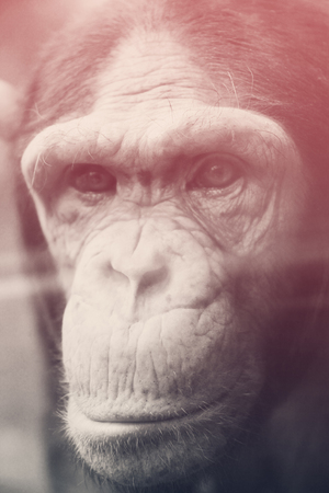 a large portrait of the monkeyの写真素材