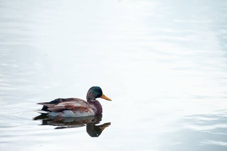 Wild duck male on a background of water close-upの写真素材