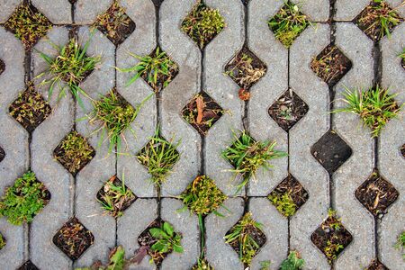 Flat texture of eco parking plates. Paving stones with grass sprouting through itの写真素材