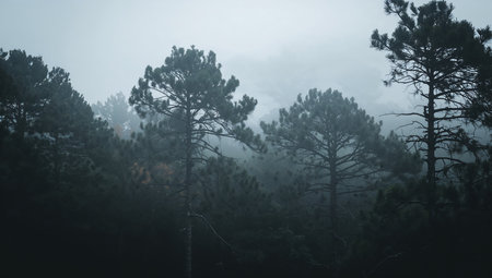 A moody pine forest shrouded in cool blue fog, with tall trees fading into the mist. The atmospheric, serene scene conveys mystery and calm, suitable for nature, travel, or branding projects, book covers, and wallpapers.の素材