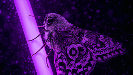 Close-up of a moth perched on a purple stem, bathed in vivid purple light. The shot highlights intricate wing patterns, textured body, and delicate antennae, creating a dramatic, artistic mood. Ideal for nature, macro photography, and editorial or product design projects.の素材