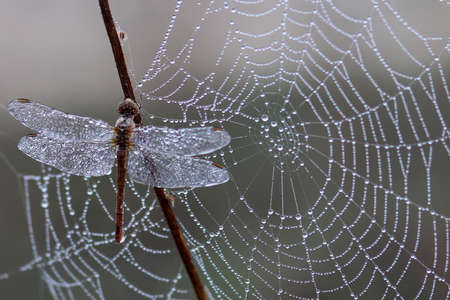 Beautiful landscape of dragonfly sitting on spider netの写真素材