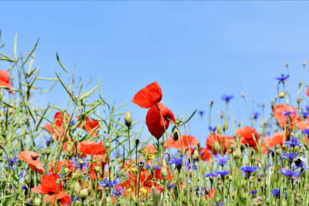 beautiful garden of mixed flowers with blue skyの写真素材