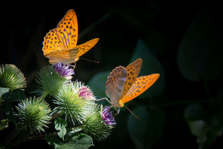 Amazing beautiful butterflies sitting on flowers in dark background