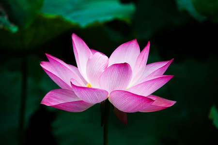 Simple and beautiful landscape of lotus with shallow depth of fieldの写真素材