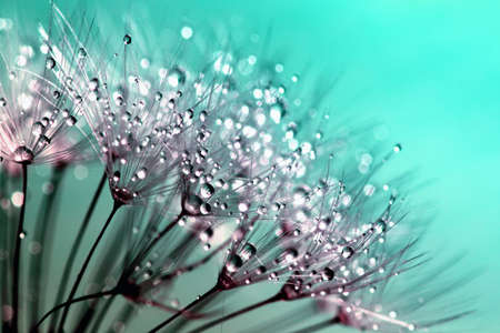 very amazing landscape of water drops falling on small plants