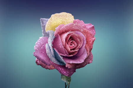 landscape of single rose in blue background with shallow depth of fieldの写真素材