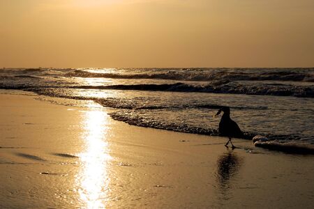 Seagull Catching Lunchの写真素材