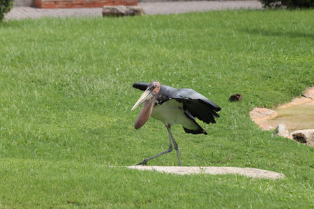 Marabou stork at the zoo (Leptoptilos crumenifer)の写真素材