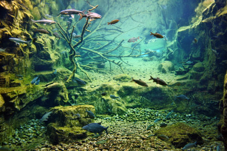 Aquarium with a lot of fish and plantsの写真素材