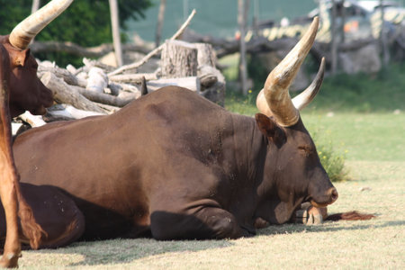 Portrait of a brown bullの写真素材