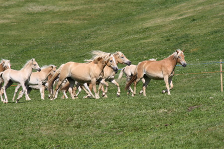 Herd of horses running on a meadow in the springtimeの写真素材